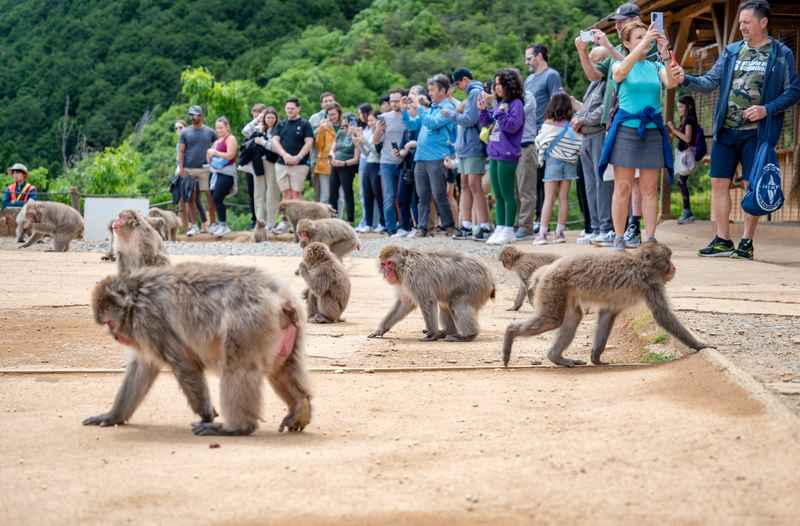 Apen in Monkey Park, Japan - jeugdreizen naar Japan