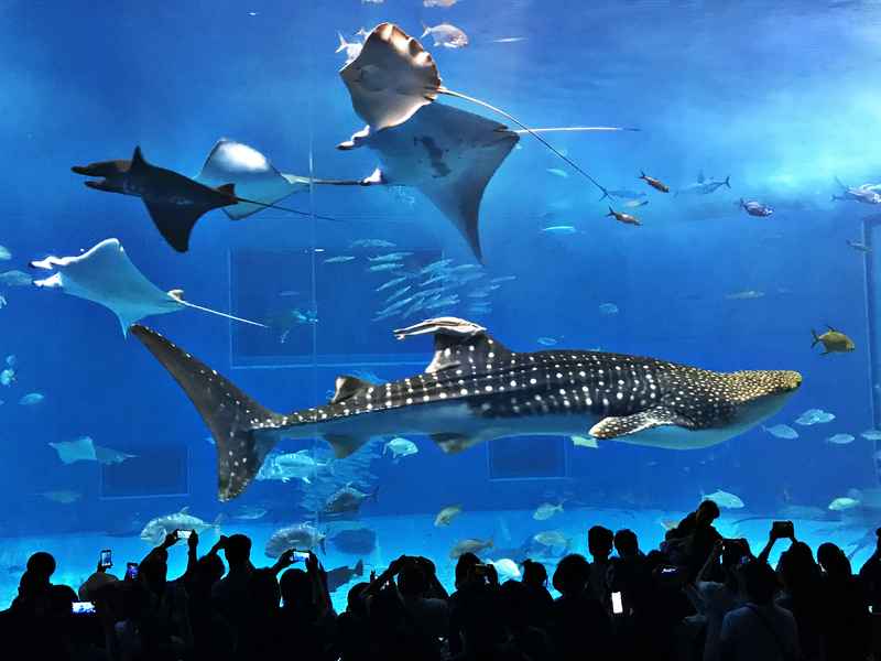 Walvishaai in het Osaka Aquarium - jeugdreizen naar Japan